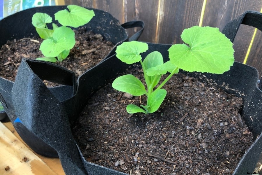 Squash Plant – How to Plant and Grow (Amazing Caring Tips)