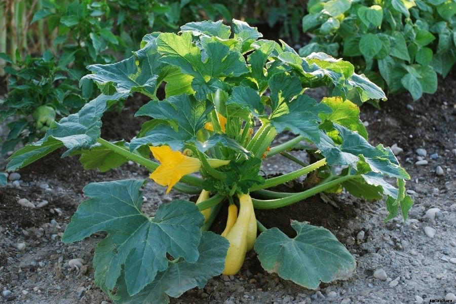 Squash Plant – How to Plant and Grow (Amazing Caring Tips)