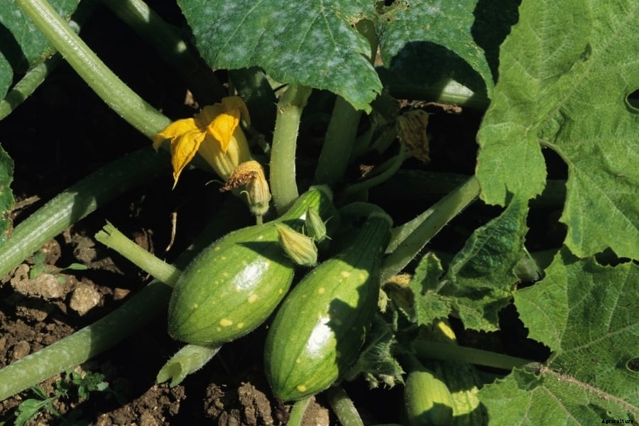 Squash Plant – How to Plant and Grow (Amazing Caring Tips)