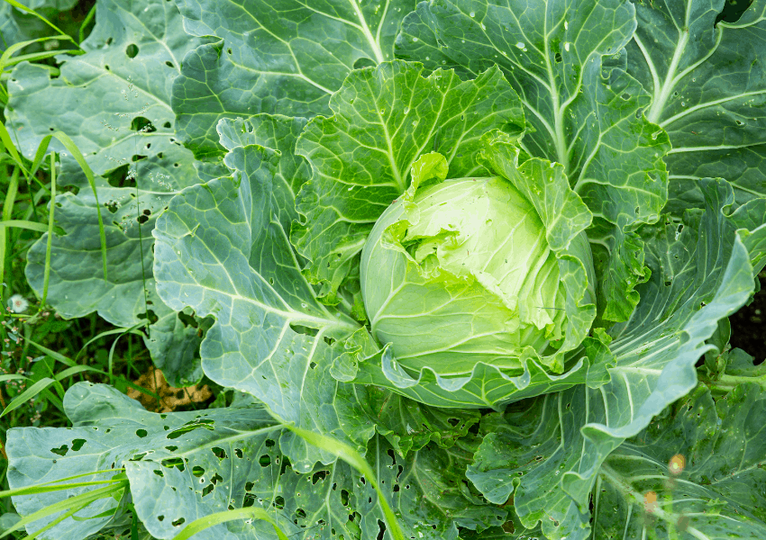 Pest control for vegetable garden (Best Organic Ways)