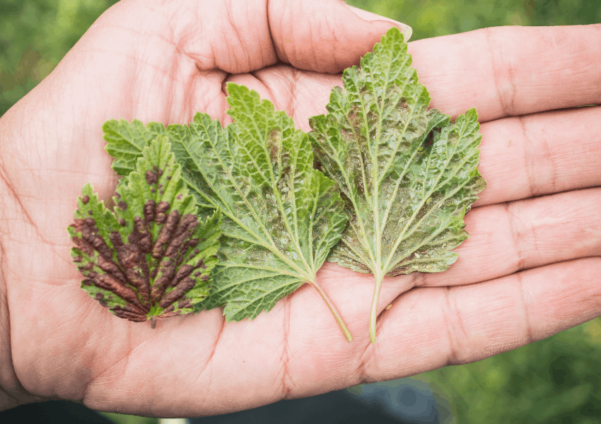 Pest control for vegetable garden (Best Organic Ways)