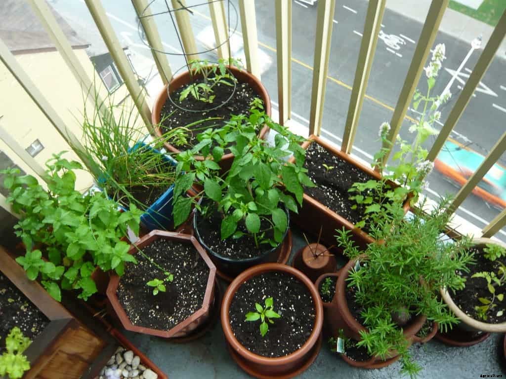 What Vegetables Grow Well Together In Containers?