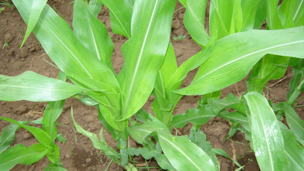 Corn Plant brown leaves care and Tips