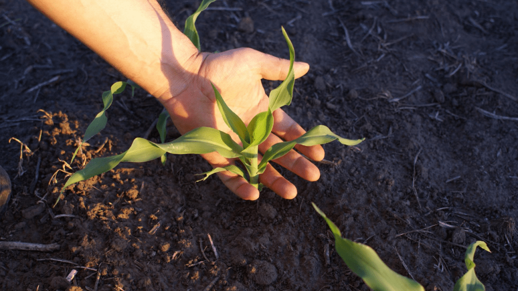 Corn Plant brown leaves care and Tips