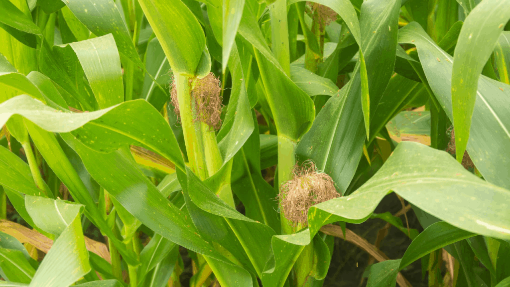 Corn Plant brown leaves care and Tips