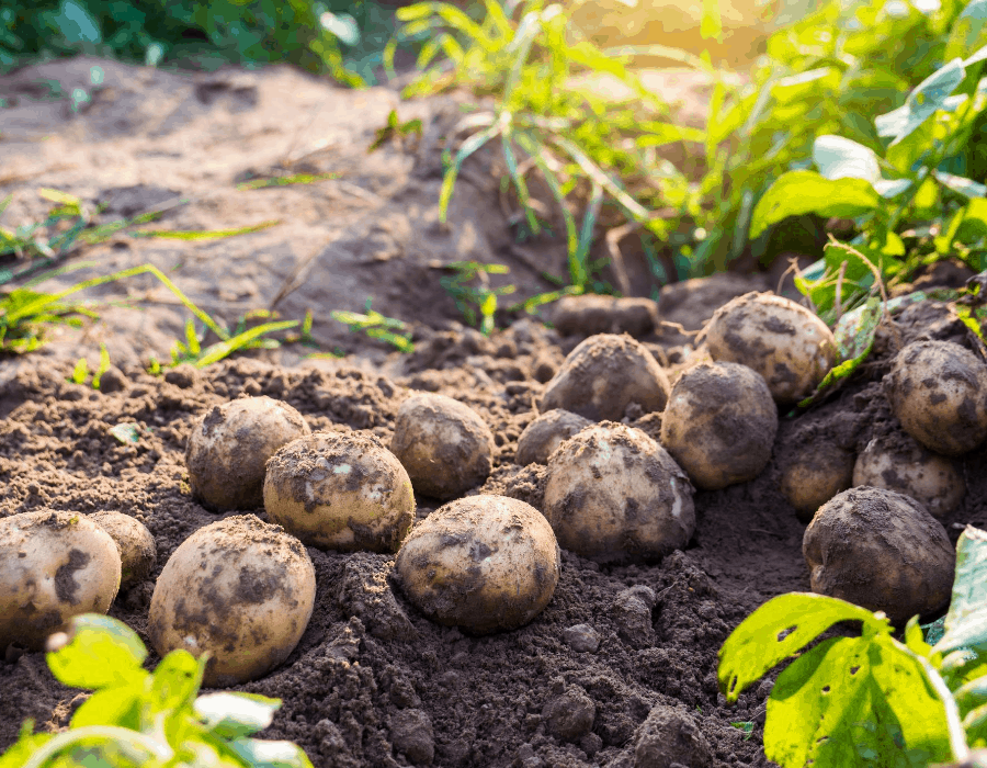 Square Foot Gardening Potatoes