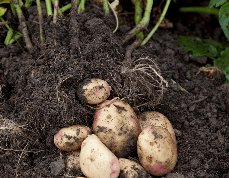 Square Foot Gardening Potatoes