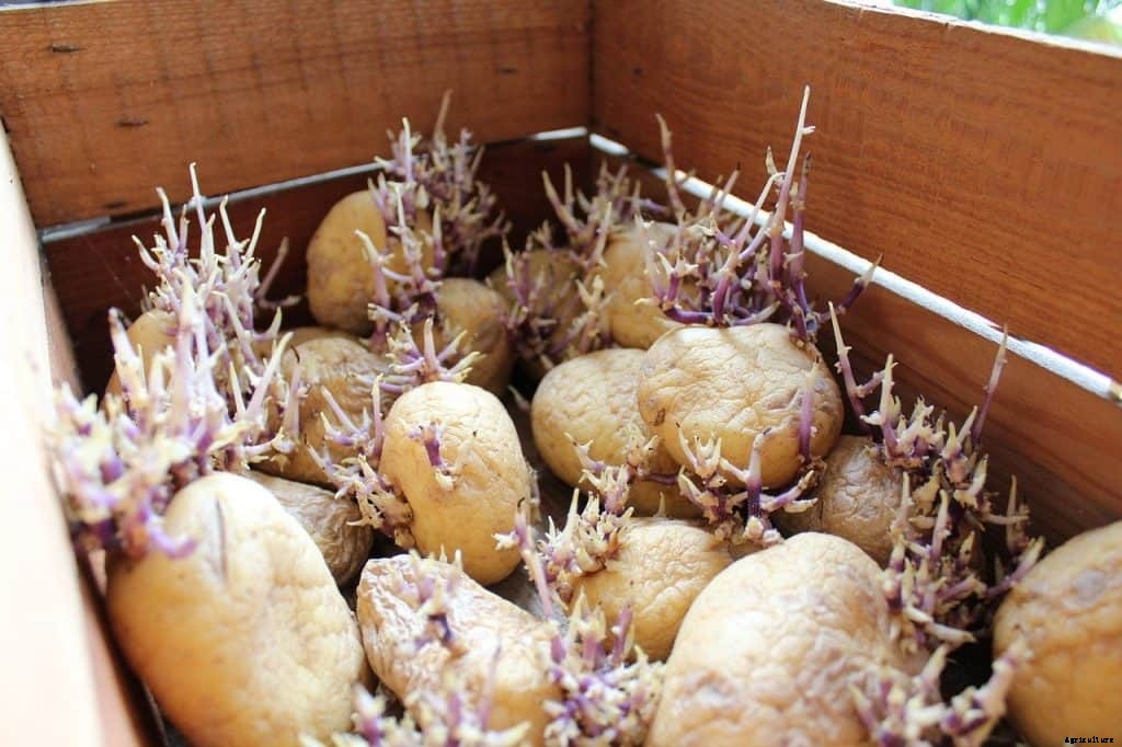 Square Foot Gardening Potatoes