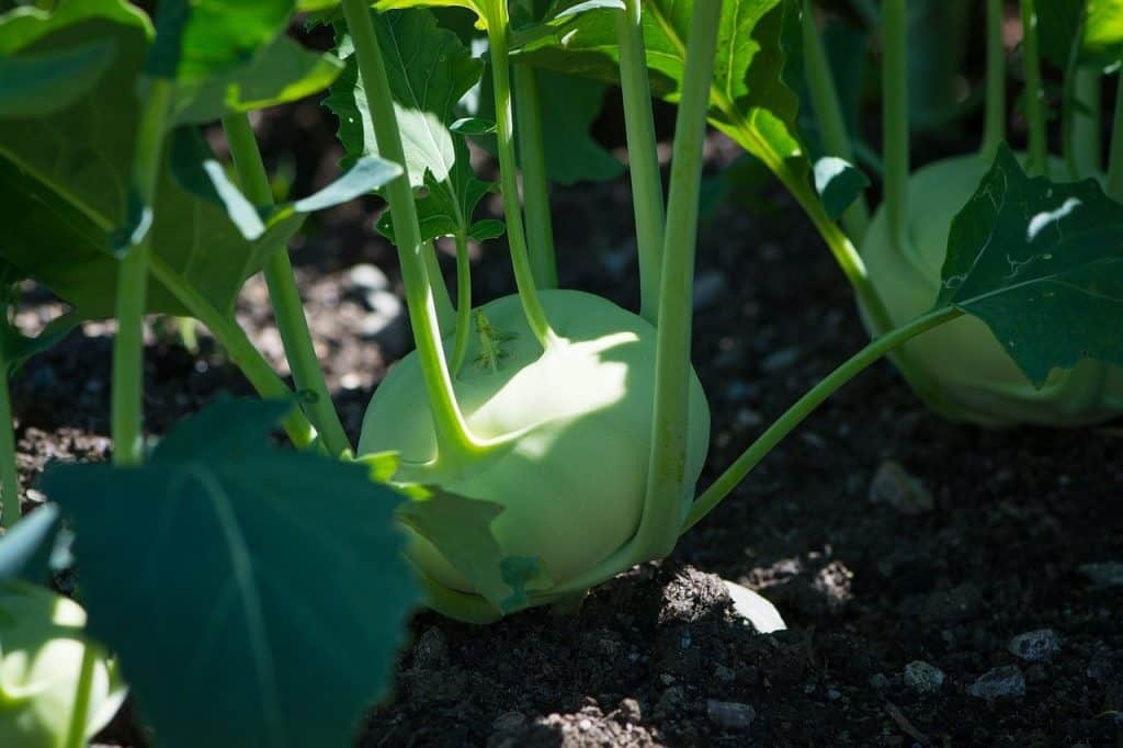 How to grow kohlrabi (step by step)