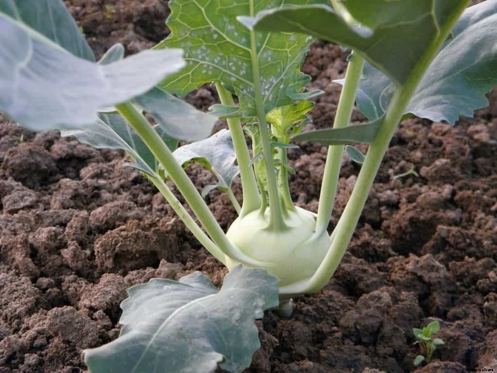 How to grow kohlrabi (step by step)