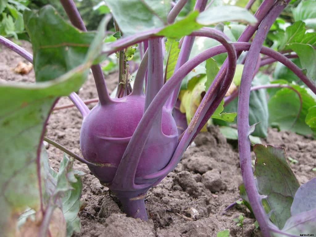 How to grow kohlrabi (step by step)