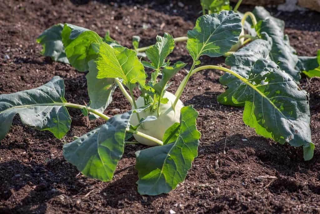 How to grow kohlrabi (step by step)