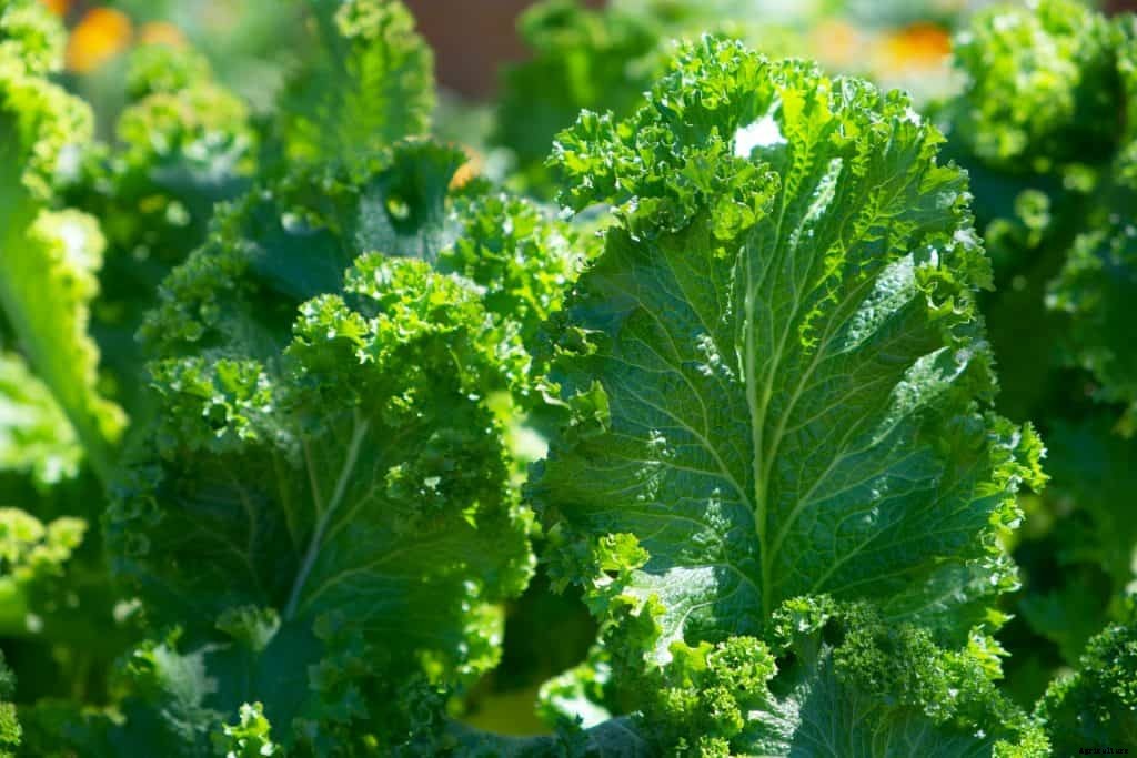 Top 15 Vegetables to Grow in October