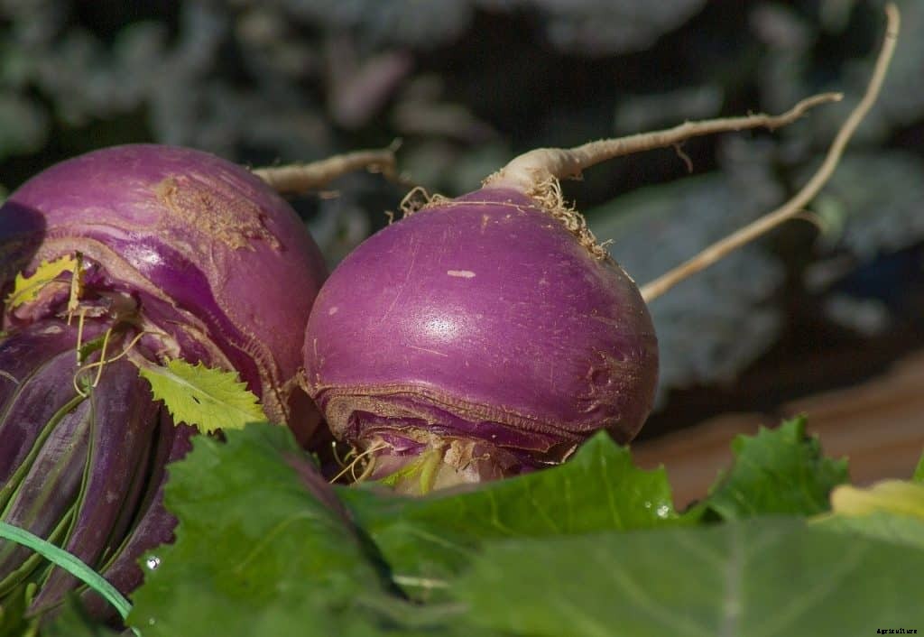 Top 15 Vegetables to Grow in October