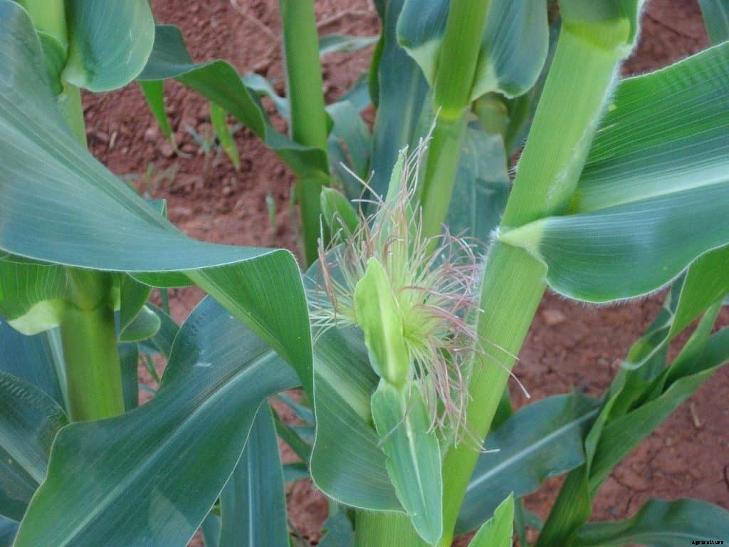 Grow Corn in Square Foot Gardening (Detail Steps)