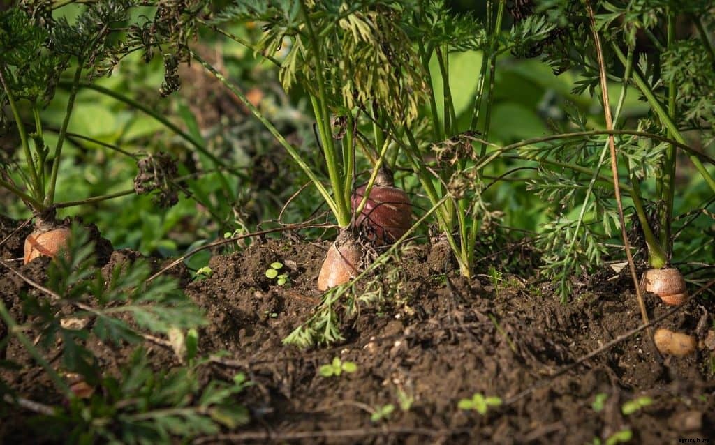 Best vegetables for vertical gardening