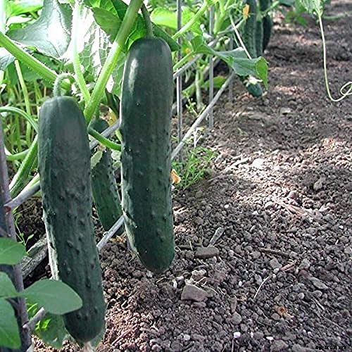 Top 13 Vegetables that grow above the ground
