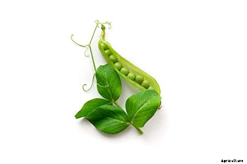 Top 13 Vegetables that grow above the ground