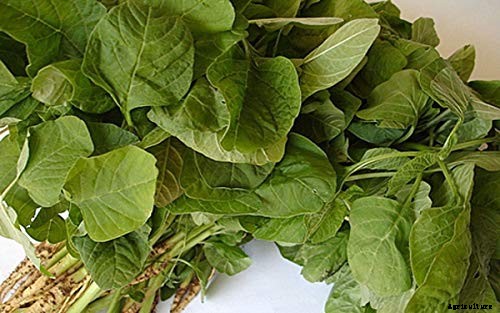 Top 13 Vegetables that grow above the ground