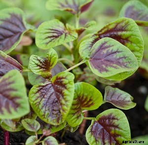 Top 13 Vegetables that grow above the ground