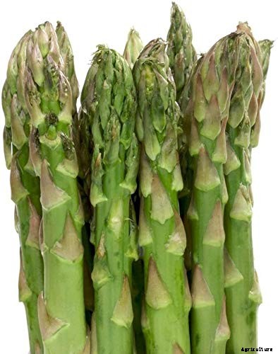 Top 13 Vegetables that grow above the ground