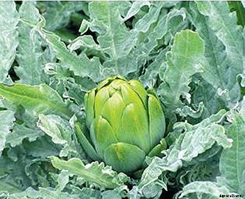 Top 13 Vegetables that grow above the ground