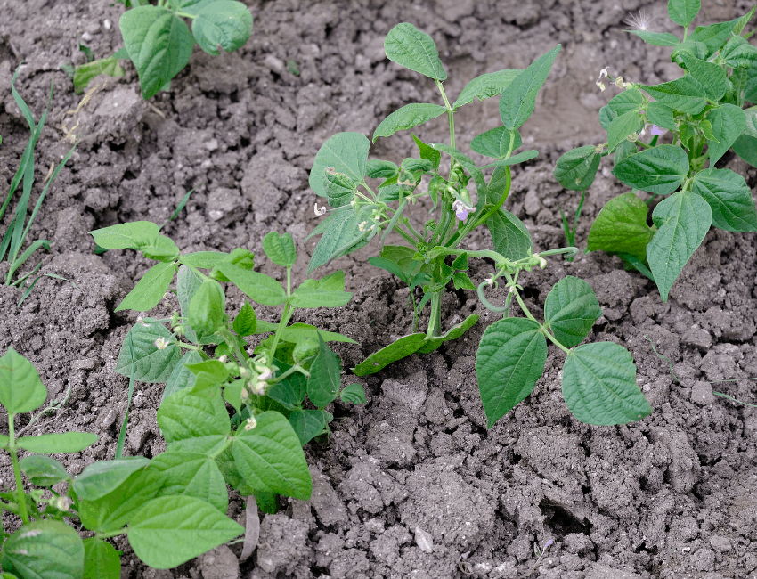 Green bean container Gardening [Complete Guide]