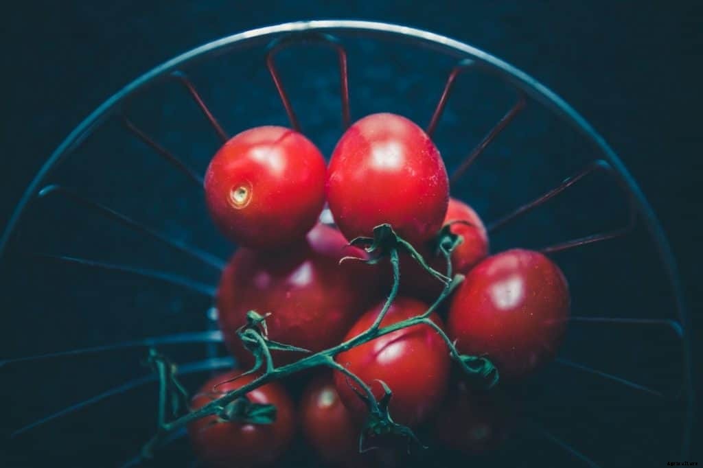 How to Grow Tomatoes From Seeds [9 Step Guide]