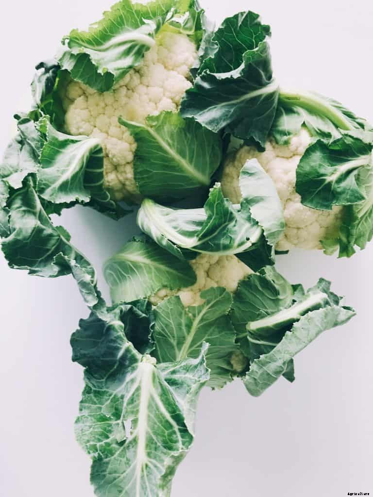 Growing Cauliflower in pots or containers – 13 Steps