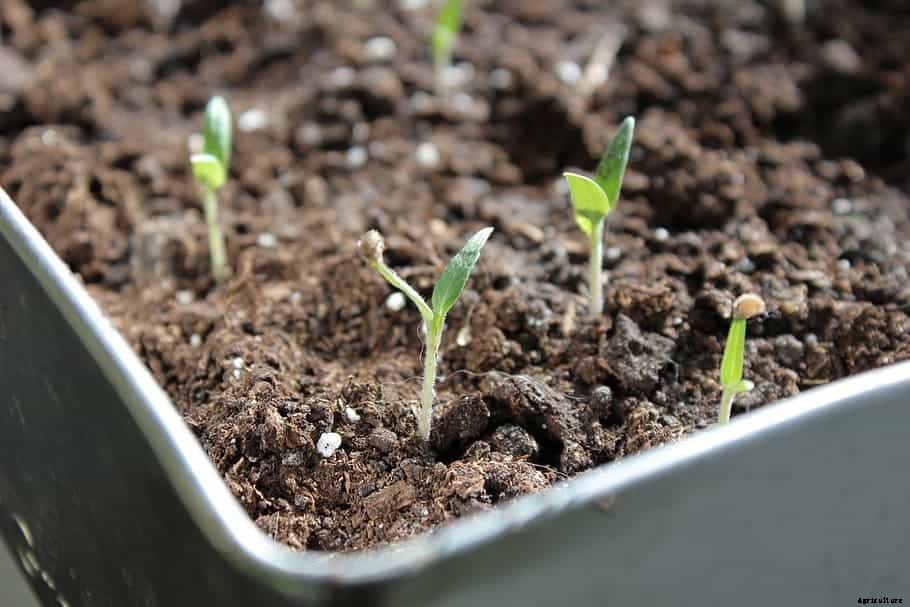 Best 15 Vegetable Garden Tips