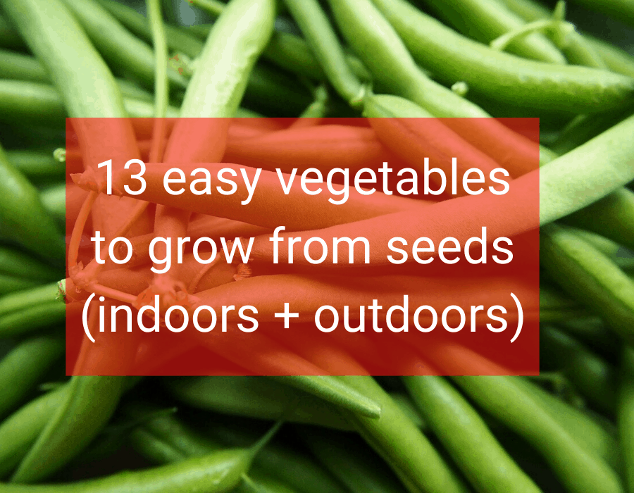 13 easy vegetables to grow from seeds (indoors + outdoors)