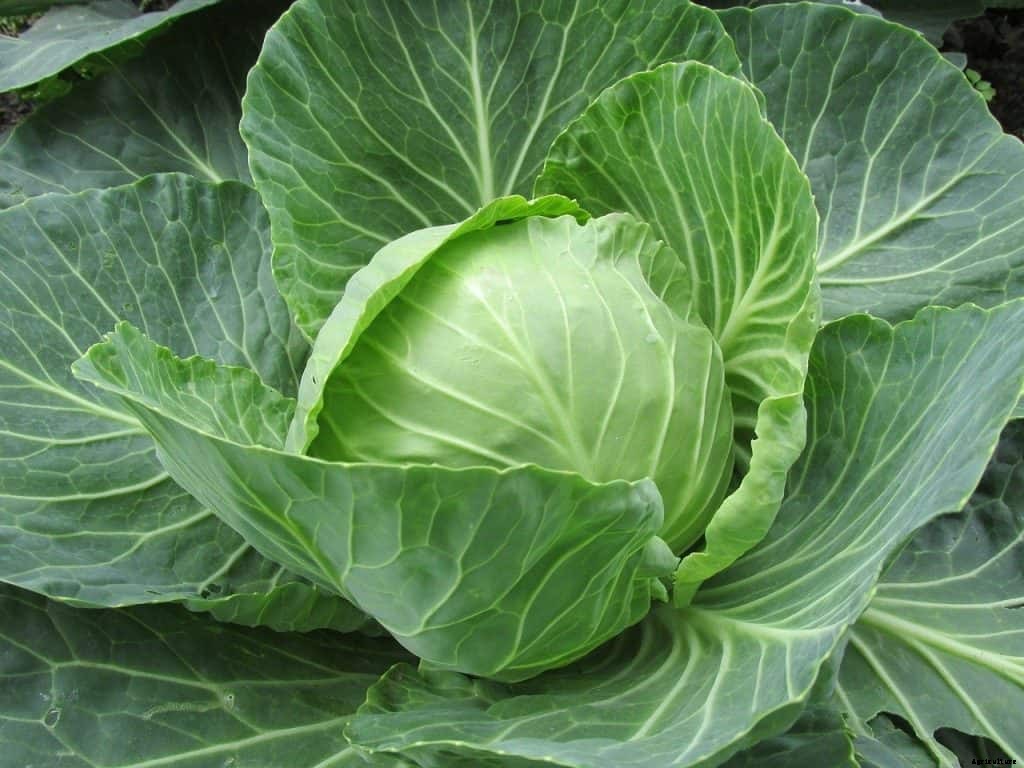 Growing cabbage in containers (Ultimate Guide for Growing cabbage in water)