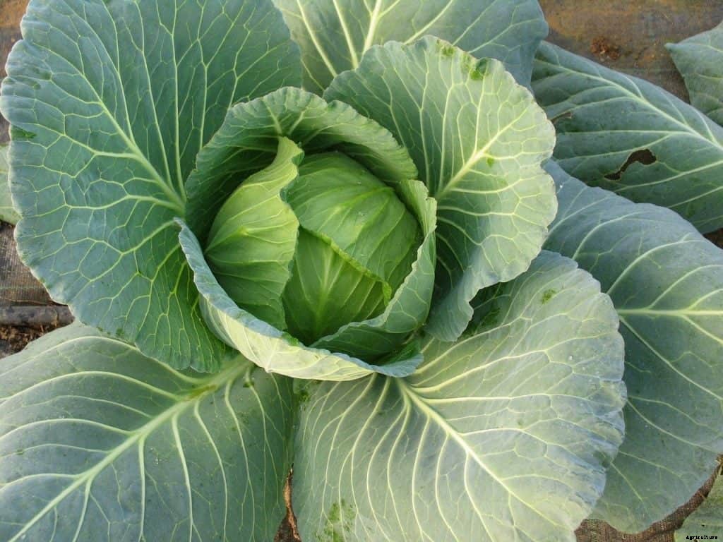 Growing cabbage in containers (Ultimate Guide for Growing cabbage in water)