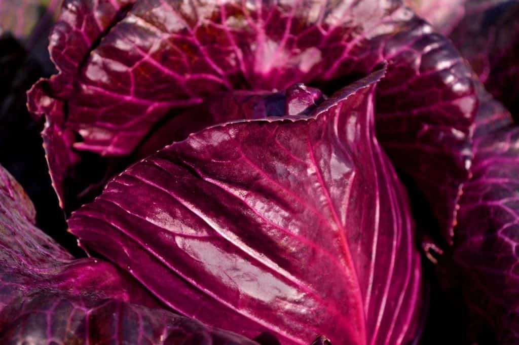 Growing cabbage in containers (Ultimate Guide for Growing cabbage in water)