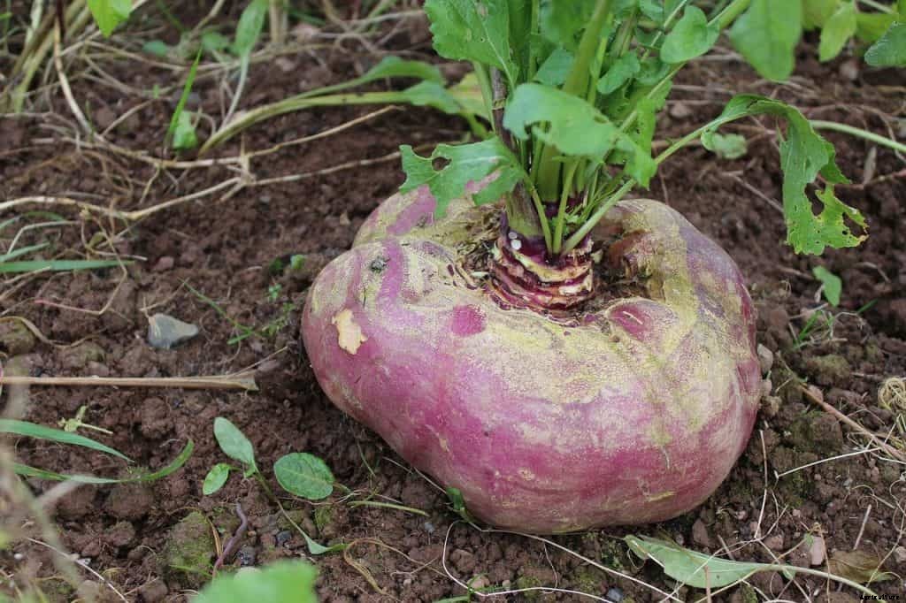 Growing turnips in pots or containers + Tips to plant and grow turnips