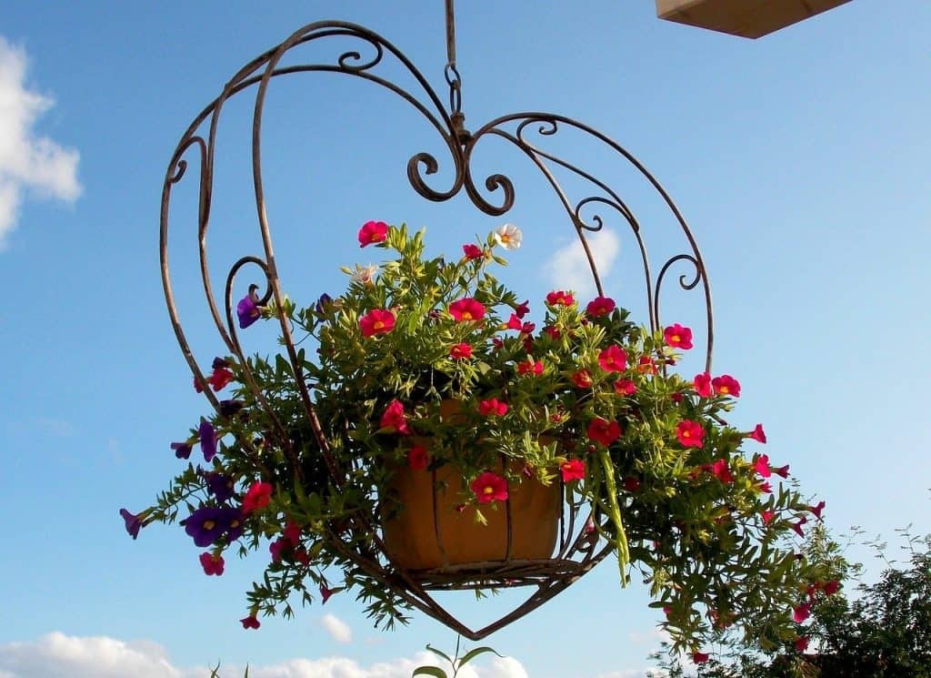 Growing plants in hanging baskets (Flowers, Herbs, Vegetables, and Fruits)