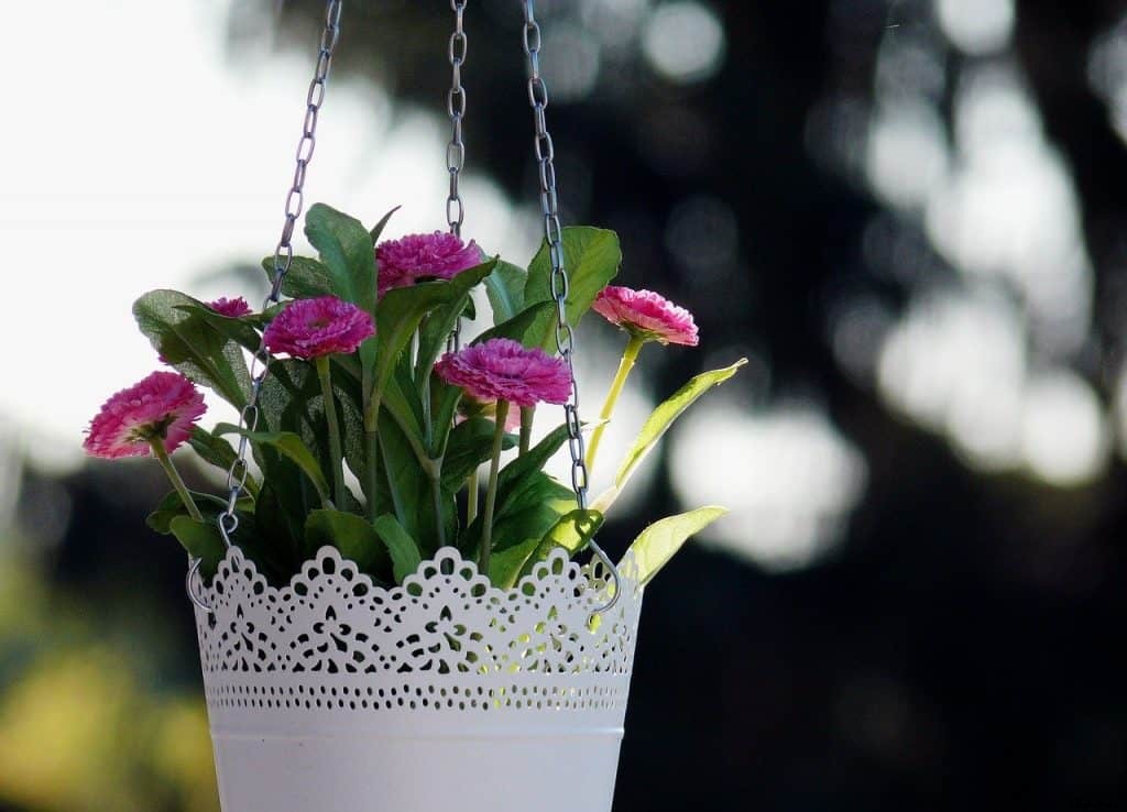 Growing plants in hanging baskets (Flowers, Herbs, Vegetables, and Fruits)