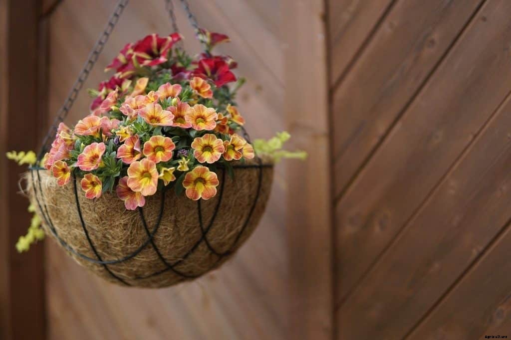 Growing plants in hanging baskets (Flowers, Herbs, Vegetables, and Fruits)