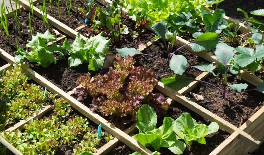 How to Start a Vegetable Garden: Tips and Tricks