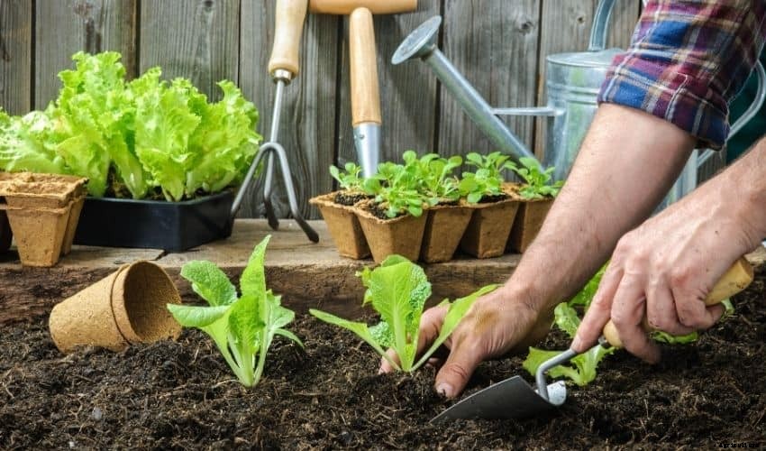 How to Start a Vegetable Garden: Tips and Tricks