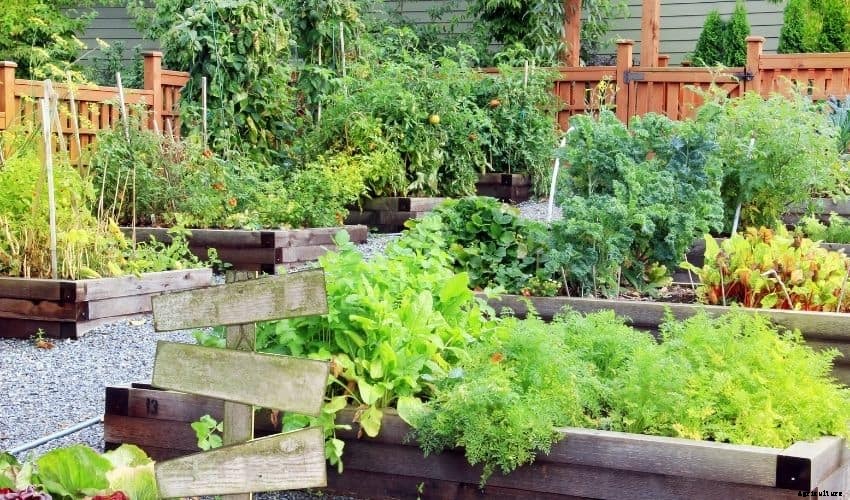 How to Start a Vegetable Garden: Tips and Tricks