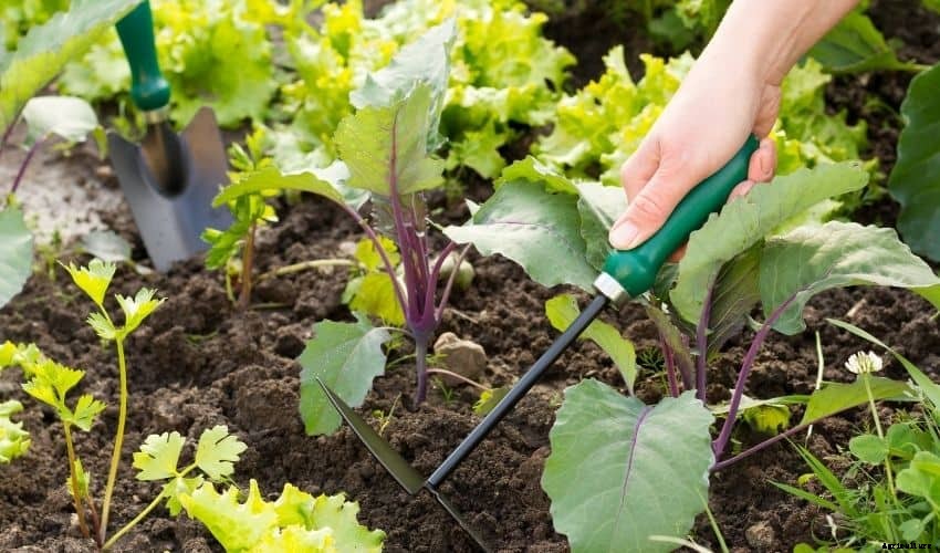 How to Start a Vegetable Garden: Tips and Tricks