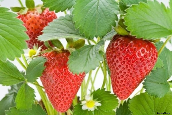 How much sun do strawberries need [Complete Guide]