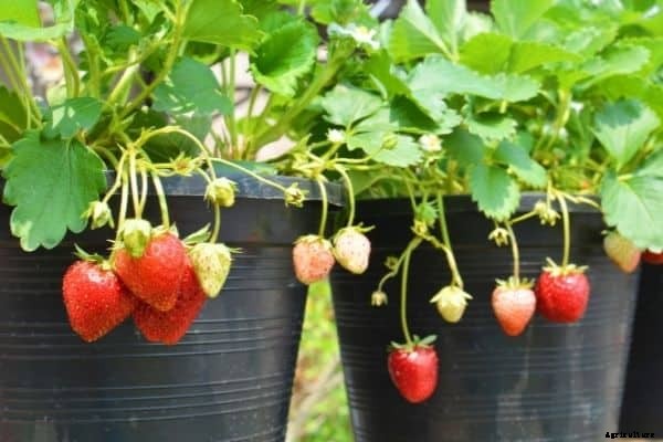 How much sun do strawberries need [Complete Guide]