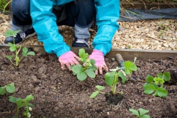 How much sun do strawberries need [Complete Guide]