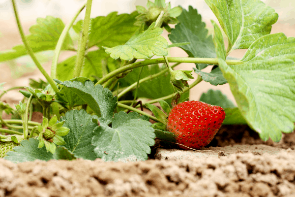 How much sun do strawberries need [Complete Guide]