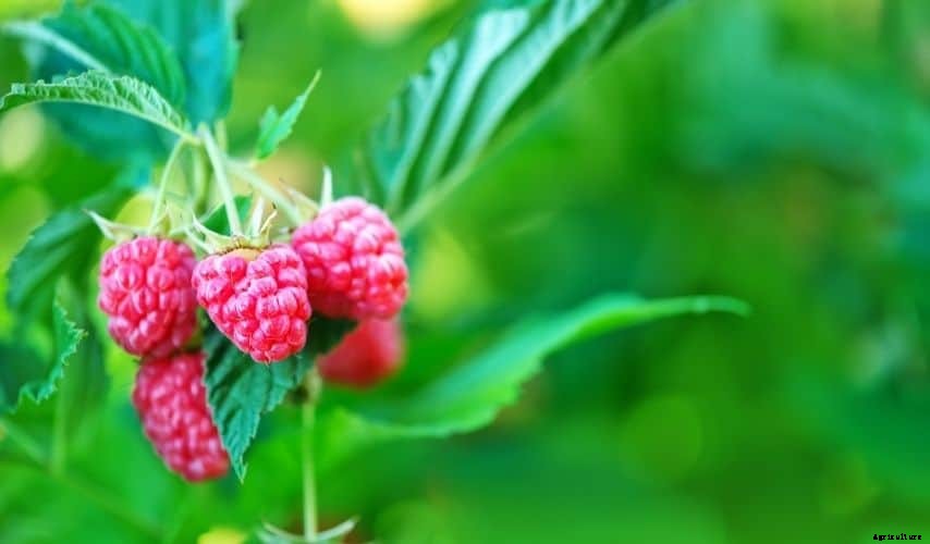 How to Start a Fruit Garden For Beginners (Helpful Guide)