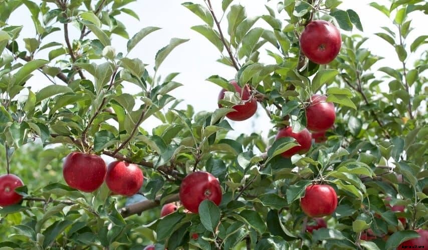 How to Start a Fruit Garden For Beginners (Helpful Guide)