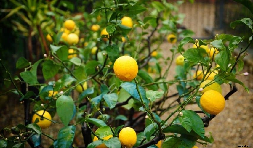 How to Start a Fruit Garden For Beginners (Helpful Guide)