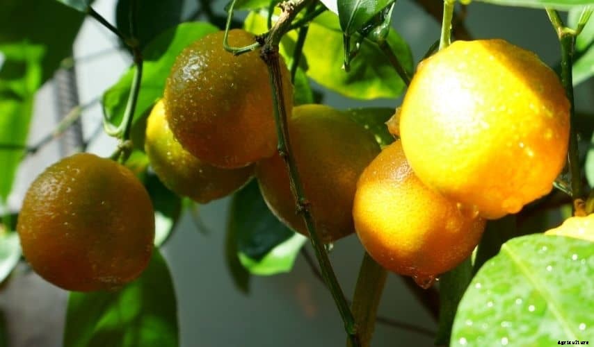 Easiest Fruit to Grow Indoors (Top 9 Fruits)